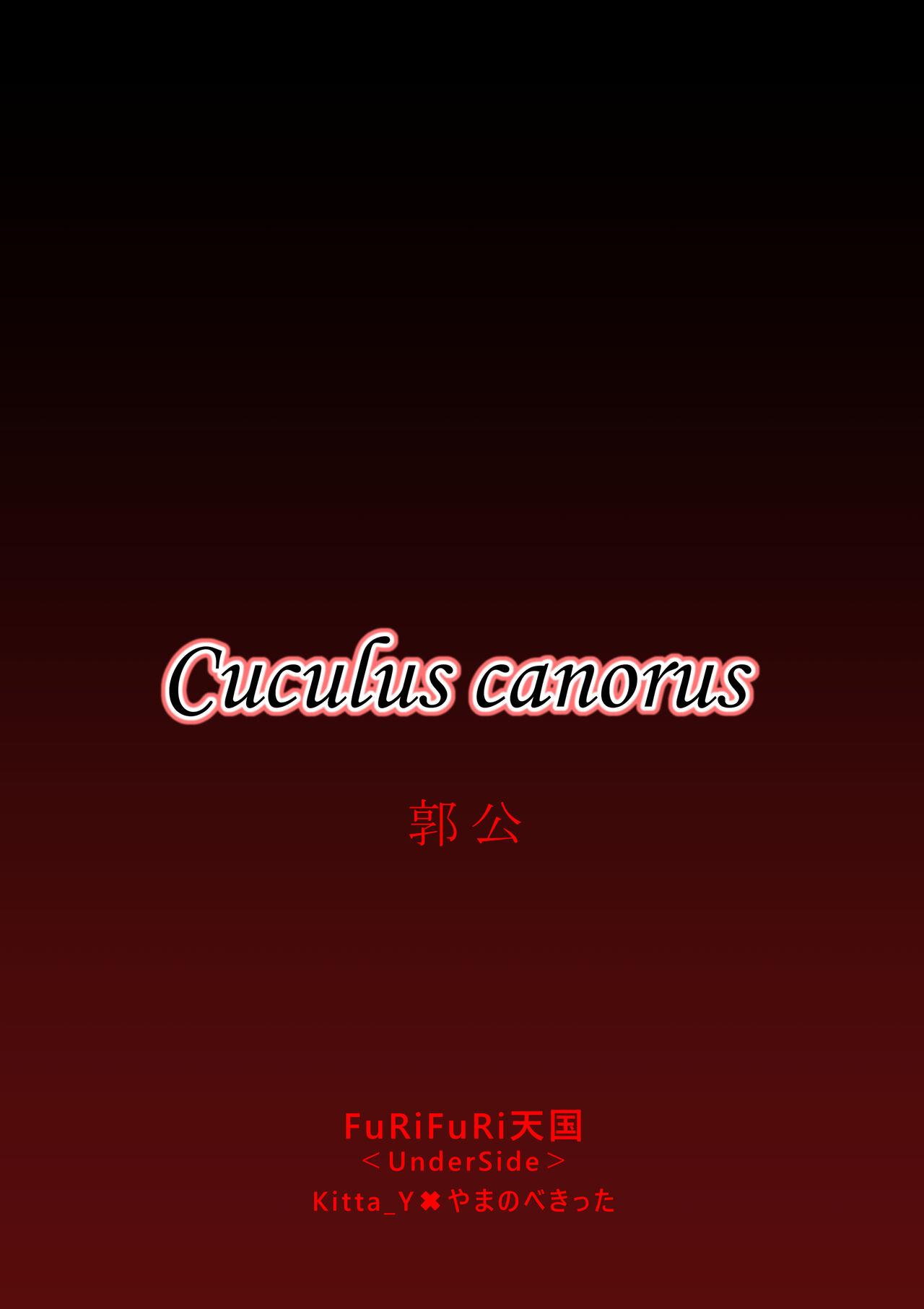 Cuculus canorus 32